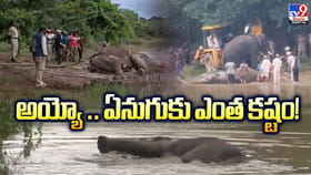 అయ్యో.. బురదలో ఇరుకున్న ఏనుగు.. కట్ చేస్తే..