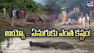Viral Video: జూపార్క్‌లో సింహాం డెన్‌లోకి దిగిన యువకుడు.. ఆ తర్వాత జరిగింది చూసి అంతా షాక్‌!
