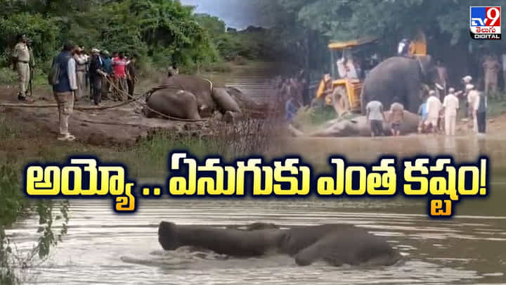 అయ్యో.. బురదలో ఇరుకున్న ఏనుగు.. కట్ చేస్తే.. అయ్యో.. బురదలో ఇరుకున్న ఏనుగు.. కట్ చేస్తే..