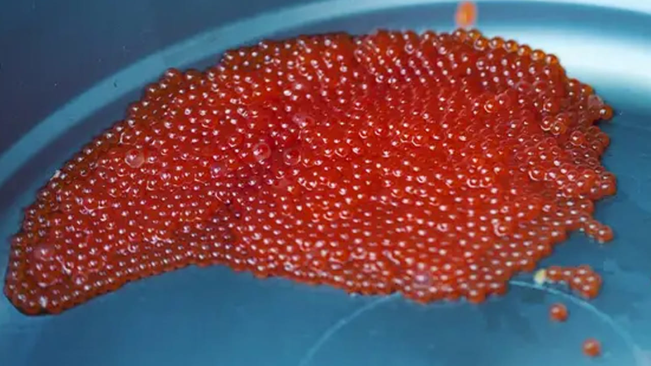 మనం గ్రహించని ఈ చేప గుడ్లలో మనం ప్రతిరోజూ తినే గుడ్లలో లభించే పోషకాలు ఉంటాయి. అదనంగా, వాటిలో ఒమేగా ఉంటుంది. ఇవి అన్ని సమయాల్లో దొరకవు. కాబట్టి, ఇది అందుబాటులో ఉన్నప్పుడల్లా మీ ఆహారంలో చేర్చుకోవడానికి ప్రయత్నించండి అని డాక్టర్ సంతోష్ జాకబ్ చెప్పారు.