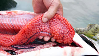 Baba Ramdev: జలుబు, దగ్గుతో సమస్యా.. బాబా రాందేవ్ చెప్పిన ఈ చిట్కాలతో క్షణాల్లో చెక్‌ పెట్టండి!