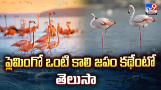జామ్ జామ్ గా.. భుజాలపై కోతిని ఎక్కించుకుని బైక్ రైడ్.. మస్త్ ఫీల్ ఉందంటున్న బుచ్చిరాములు