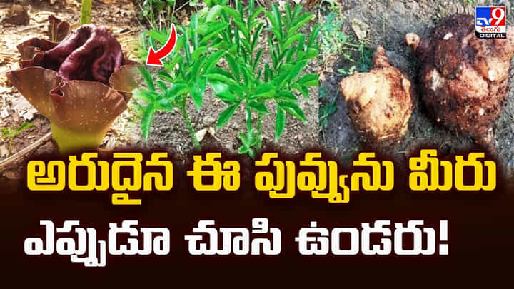 అరుదైన ఈ పువ్వును మీరు ఎప్పుడూ చూసి ఉండరు! అరుదైన ఈ పువ్వును మీరు ఎప్పుడూ చూసి ఉండరు!