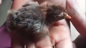 కోడి పొదిగిన గుడ్ల నుంచి వచ్చిన ఈ పిల్లను చూశారా...?