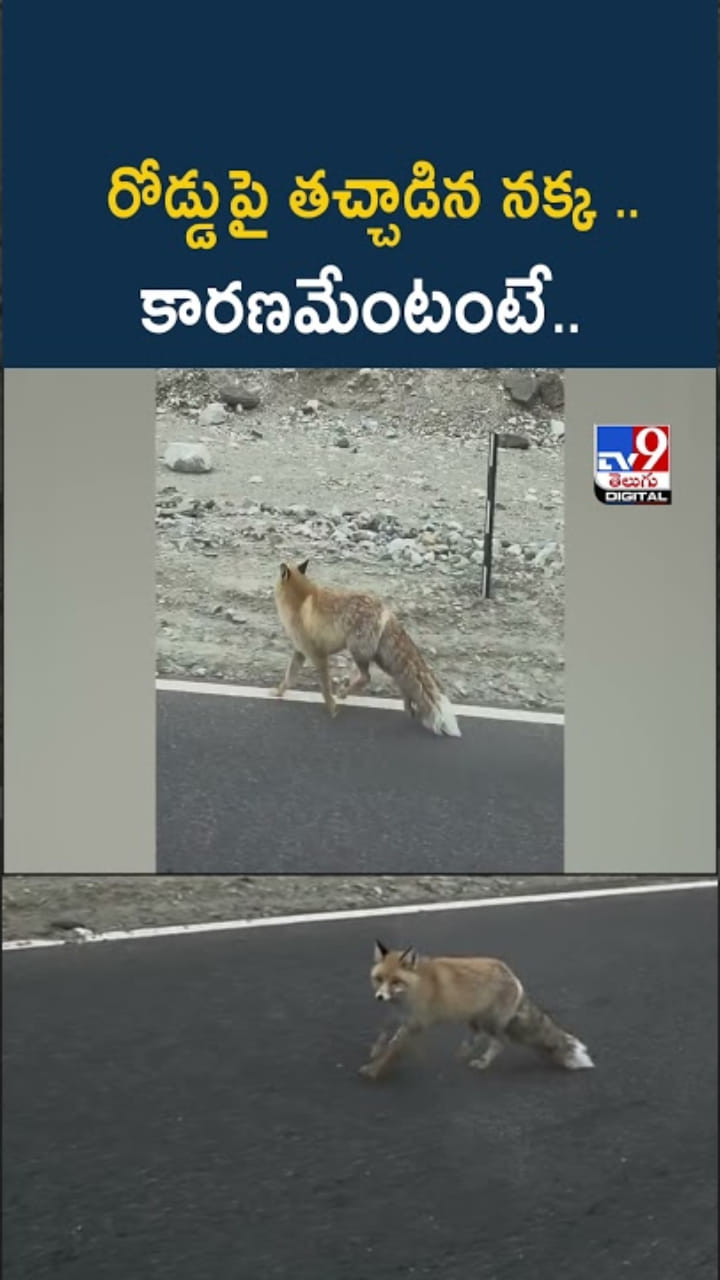 Viral Fox Video: రోడ్డుపై తచ్చాడిన నక్క.. కారణమేంటంటే..?