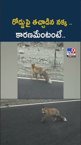 Viral Fox Video: రోడ్డుపై తచ్చాడిన నక్క.. కారణమేంటంటే..?