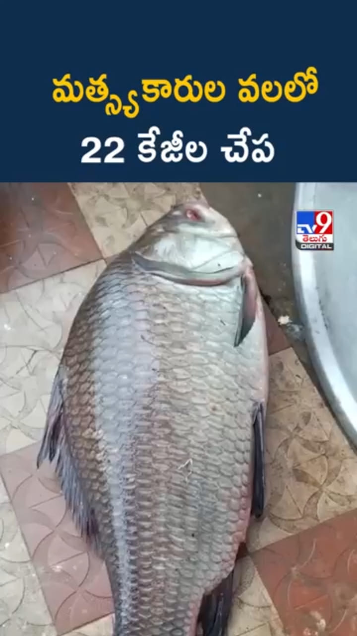Giant Fish: మత్స్యకారుల వలలో చిక్కిన 22 కేజీల చేప.. ధర ఎంతంటే..?