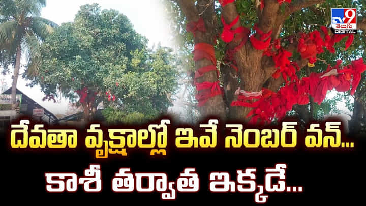 దేవతా వృక్షాల్లో ఇవే నెంబర్ వన్... కాశీ తర్వాత ఇక్కడే... దేవతా వృక్షాల్లో ఇవే నెంబర్ వన్... కాశీ తర్వాత ఇక్కడే...