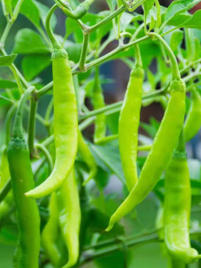 కారం అని కంగారు పడకండి.. పచ్చి మిర్చితో బోలెడు లాభాలు!