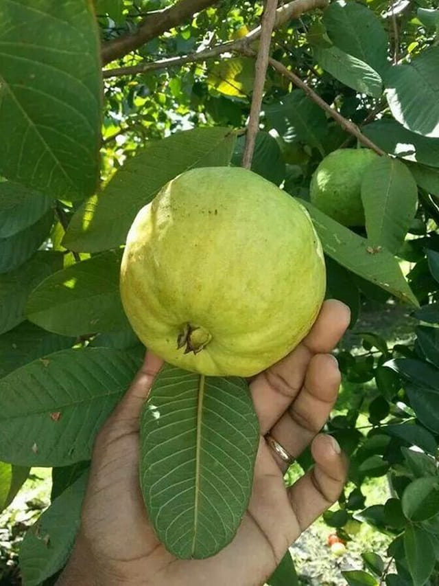 మంచిది కదా అని.. ఎక్కువగా తిన్నారంటే.. బాడీ షెడ్డుకే.. జామపండుతో నష్టాలు..