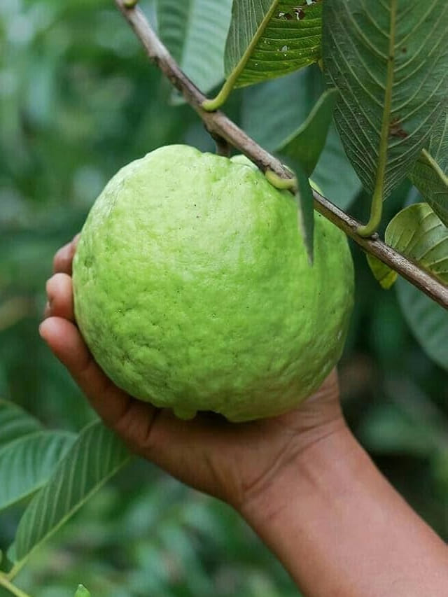 ఈ టైంలో.. జామ పండ్లు తినడం అస్సలు మంచిది కాదు!