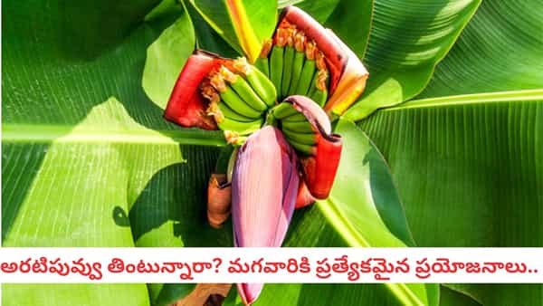 Banana Flower: ఆ సమస్యతో నరకం చూస్తున్నారా? అరటిపువ్వుతో అద్భుతైన పరిష్కారం!