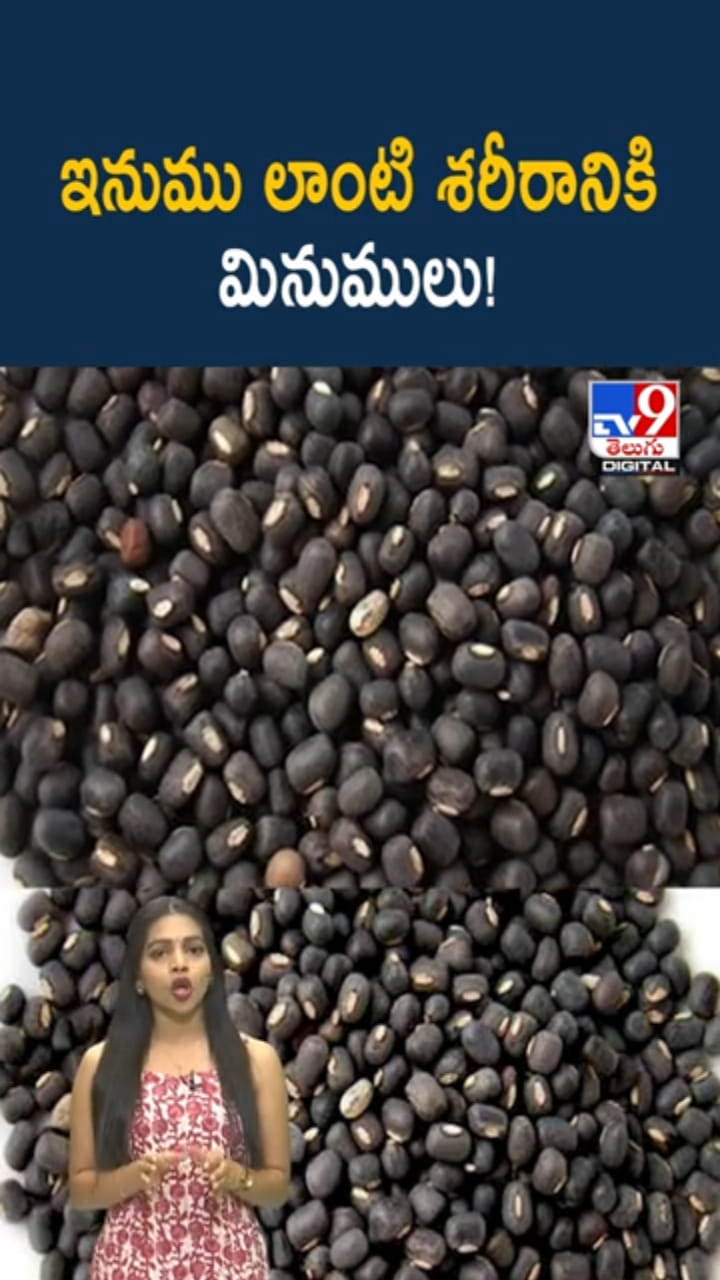 Urad Dal: ఇనుము లాంటి శరీరానికి మినుములు..! తింటే ఎన్నో లాభాలు..