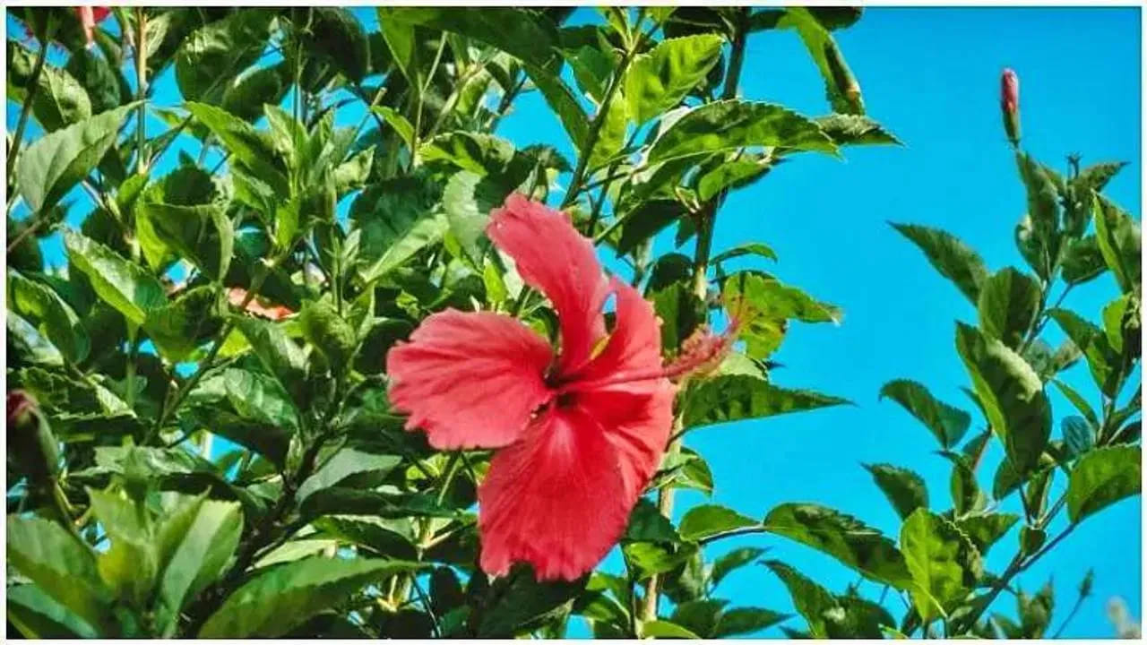 మందారం నీరు తాగడం వల్ల మీ ఆరోగ్యానికి ఎన్నో ప్రయోజనాలు.. తెలిస్తే అస్సలు వదలరు! – Telugu News | Do you know how many benefits drinking hibiscus water has for your health?