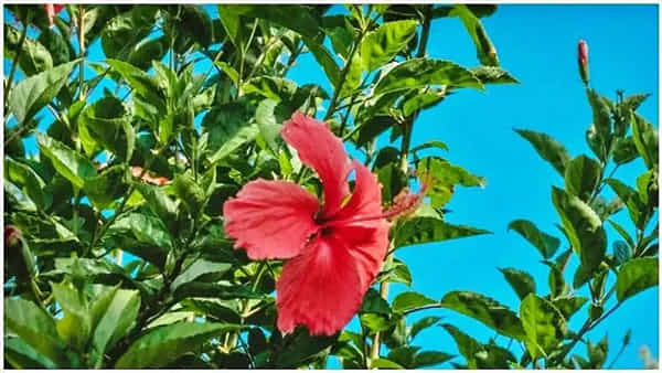 మందారం నీరు తాగడం వల్ల మీ ఆరోగ్యానికి ఎన్నో ప్రయోజనాలు.. తెలిస్తే అస్సలు వదలరు!