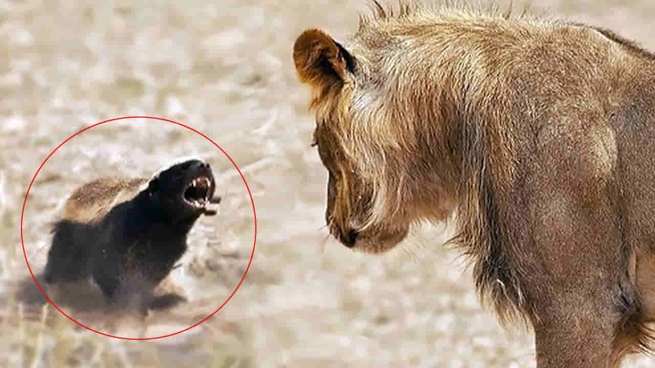 Honey Badger: నీ దూకుడు.. సాటెవ్వడు.. సింహాలకు, చిరుతలకు కూడా సుస్సు పోయిస్తుంది..