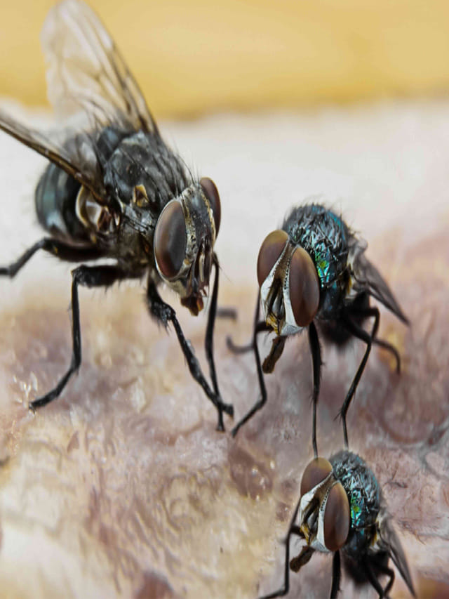 ఇంట్లో ఈగల గోల ఎక్కువైందా? ఈ 5 ఇంటి చిట్కాలతో చిటికెలో చెక్ పెట్టండి!