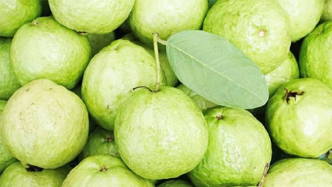 జామపండు కోసిన తర్వాత లోపలి భాగం తెల్లగా లేదా లేత గులాబీ రంగులో ఉంటే అది తియ్యగా, ఆరోగ్యకరంగా ఉంటుంది. వచ్చేసారి జామపండ్లు కొనేటప్పుడు ఈ రంగు, వాసన, బరువు, మృదుత్వం అనే 5 సూత్రాలను గుర్తుంచుకుంటే మంచి కాయలను ఇంటికి తీసుకెళ్లవచ్చు.