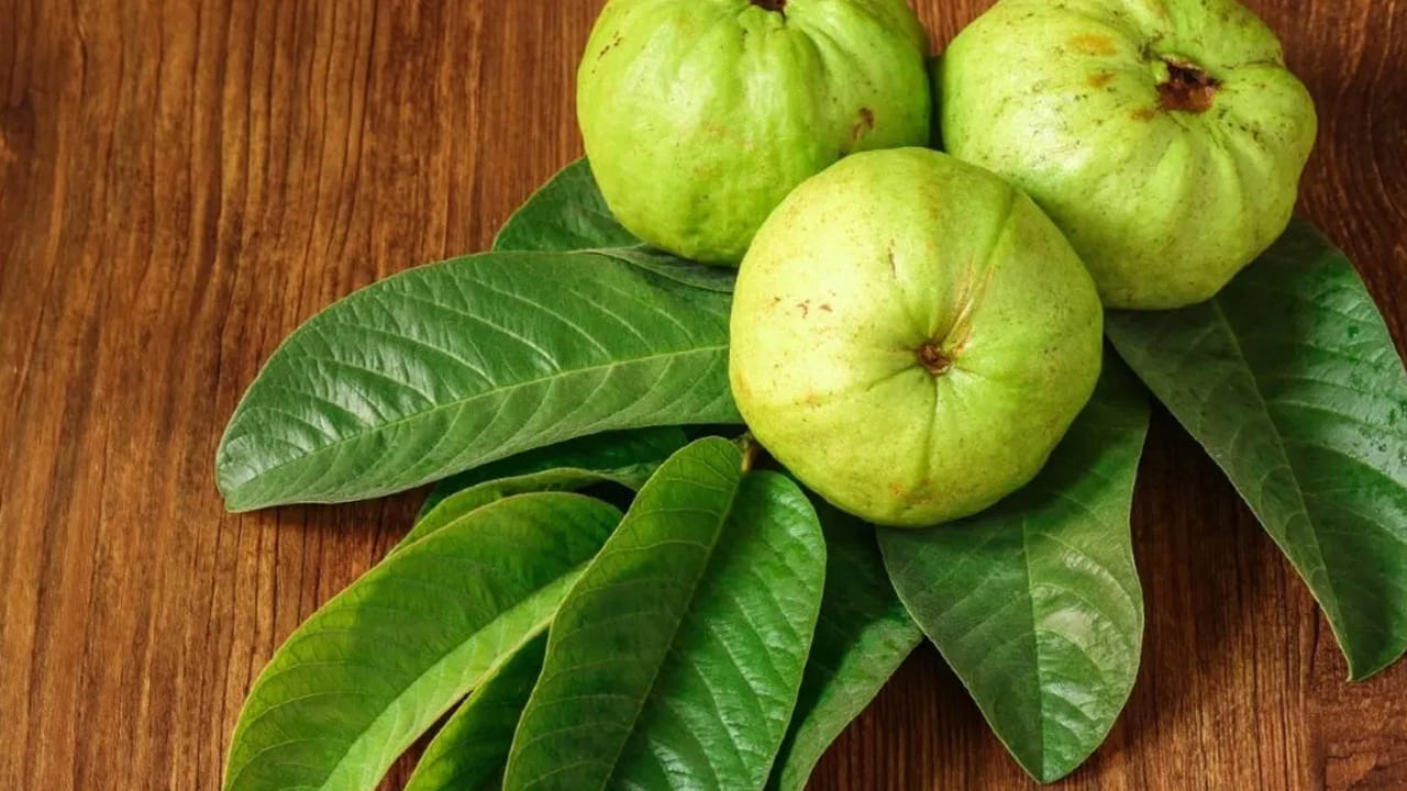 తొక్క సాఫ్ట్గా: మంచి నాణ్యమైన జామ పండు తొక్క మృదువుగా ఉంటుంది. దానిపై నల్లటి మచ్చలు, ముడతలు లేదా గీతలు లేకుండా చూసుకోవాలి. తొక్క ఎక్కువగా దెబ్బతిన్నట్లు ఉంటే పండు లోపల ఇప్పటికే చెడిపోయి ఉండవచ్చు.