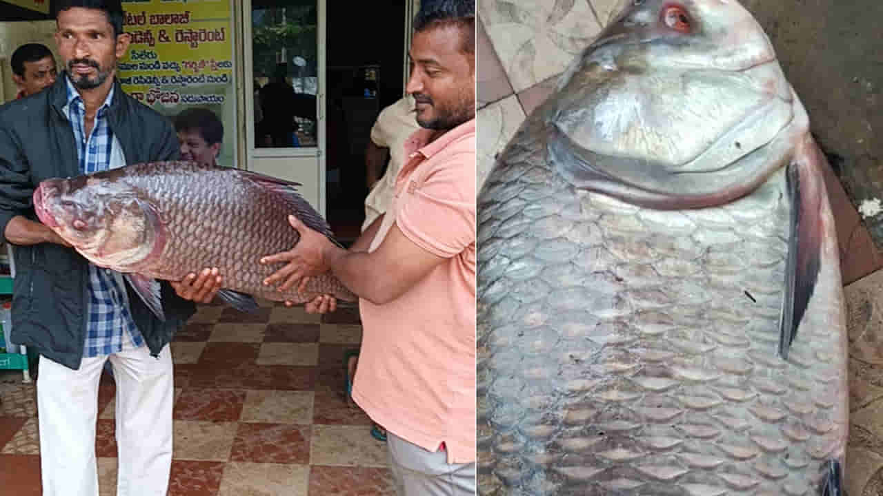 Andhra: వారాంతంలో జాలరికి లక్ తగిలింది.. ఇదేంది సామి ఇంత ఉంది...