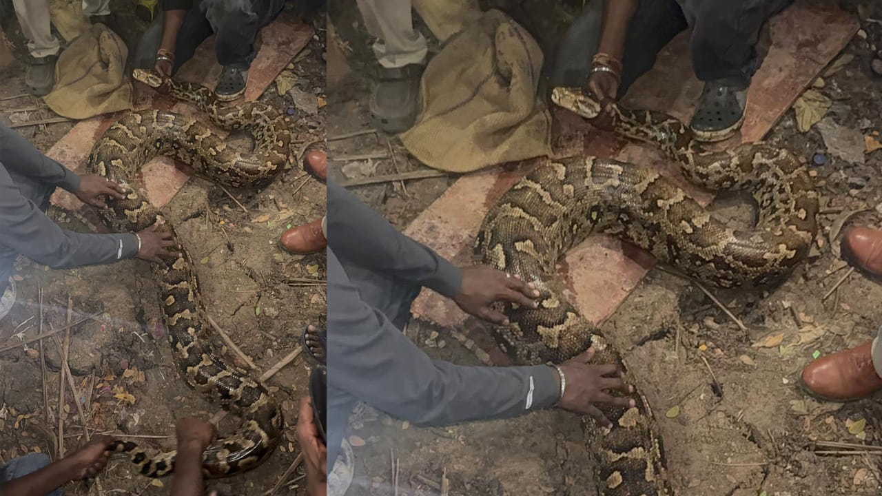 Andhra: ఇదేందిరా సామి ఇంతుంది..? నీటి పిల్లులను వెంటాడుతూ..