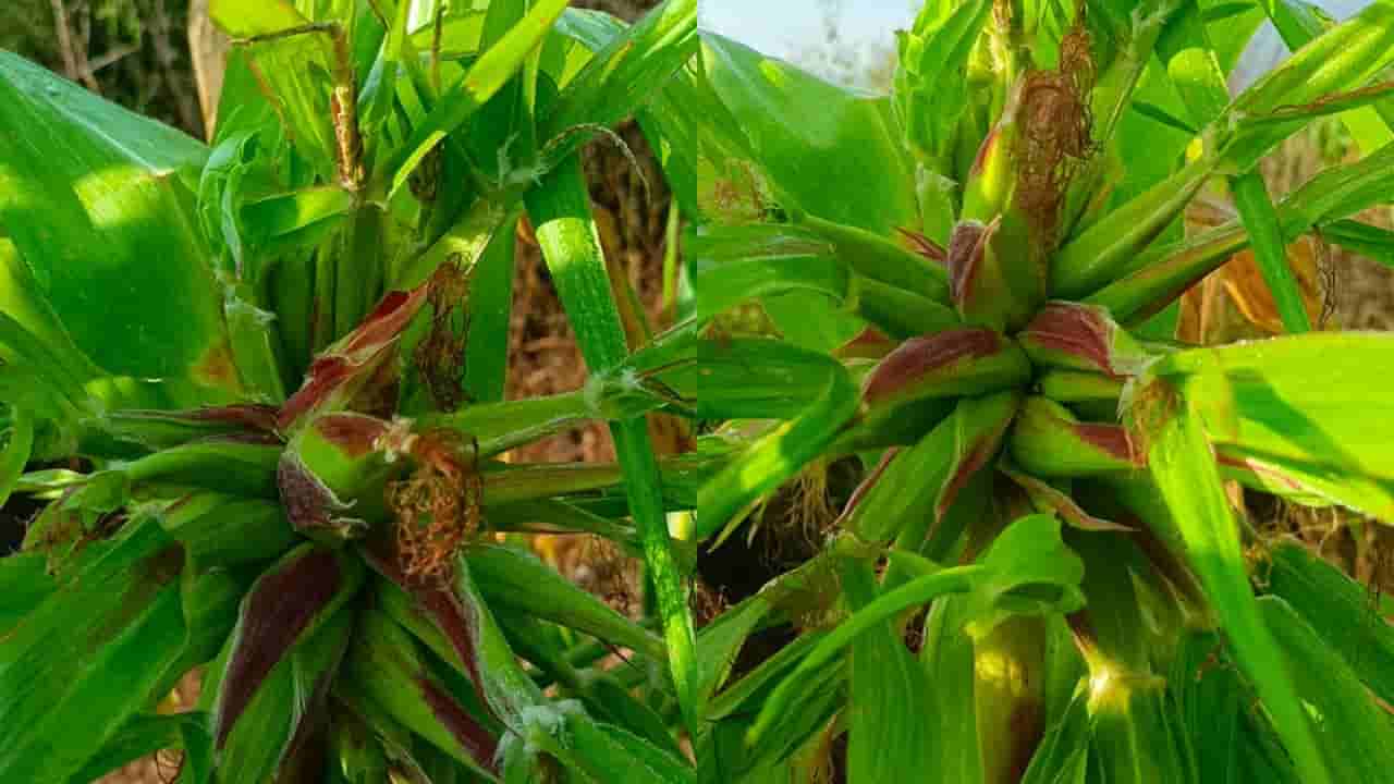 Andhra News: వార్నీ.. ప్రకృతి వింత అంటే ఇదేనేమో.. ఒక మొక్క జొన్నకు ఇన్ని పొత్తులా..!