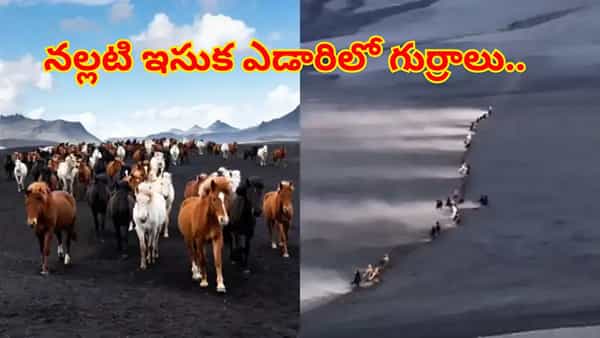 Viral Video: నల్లటి ఇసుక ఎడారిలో పరిగెడుతున్న రంగు రంగుల గుర్రాలు.. ఆ సీన్ చూసేందుకు ఎలా ఉందంటే..