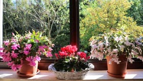 ఇంట్లో సులభంగా పెంచగలిగే అందమైన ఇండోర్ ప్లాంట్స్!