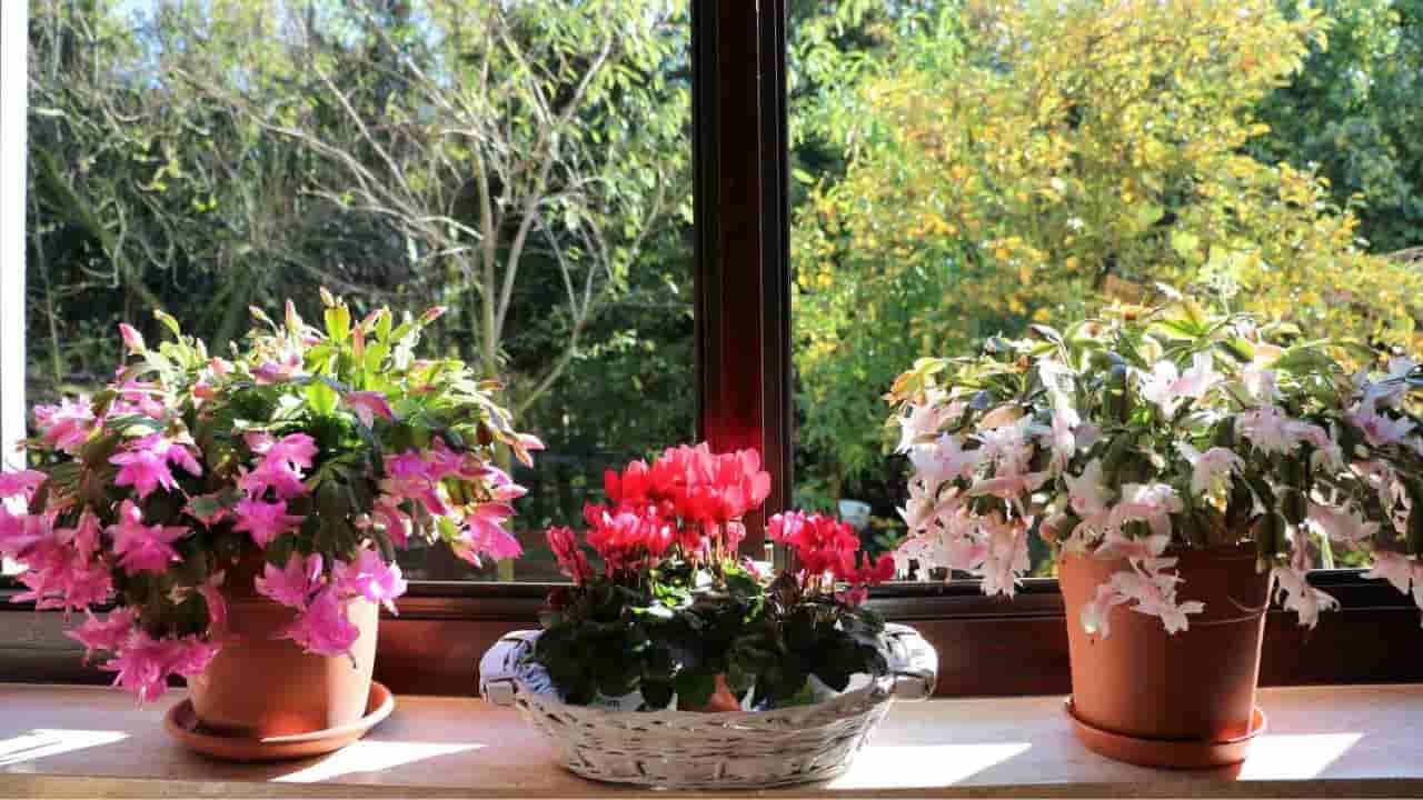 ఈ మొక్కలను పెంచుకోండి.. ఇంటిని రంగురంగుల పూలతో అందంగా మార్చుకోండి!