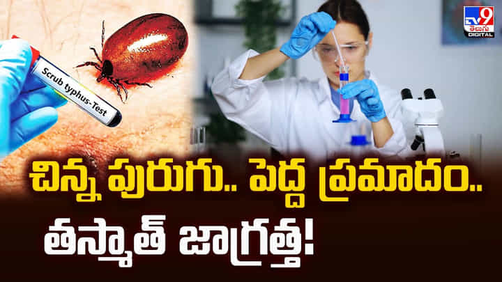చిన్న పురుగు.. పెద్ద ప్రమాదం.. తస్మాత్ జాగ్రత్త చిన్న పురుగు.. పెద్ద ప్రమాదం.. తస్మాత్ జాగ్రత్త