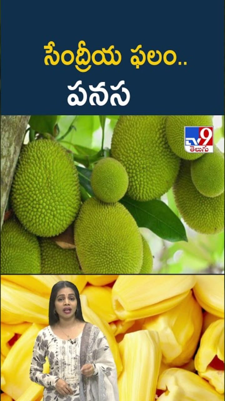 Jackfruit: సేంద్రీయ ఫలం పనసతో అద్భుత ఆరోగ్య ప్రయోజనాలు.. అయితే