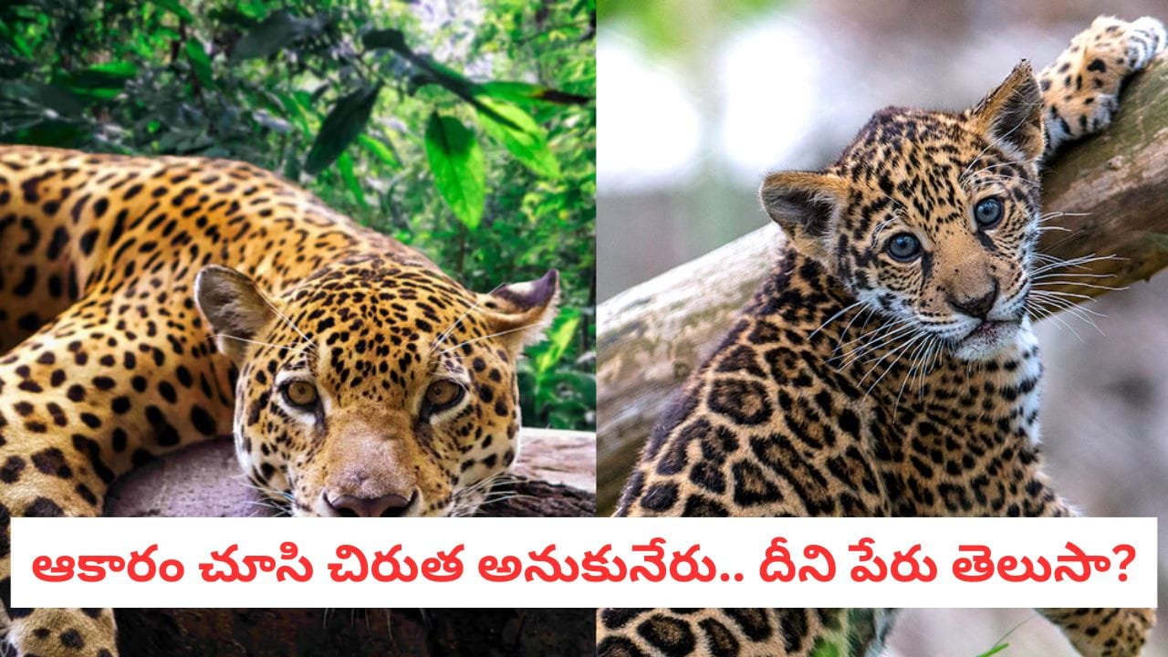Jaguar Facts: పిల్లికి పెదనాన్న.. చిరుతకు దగ్గరి చుట్టం! పేరులేని ఈ జంతువు గురించి తెలుసా?