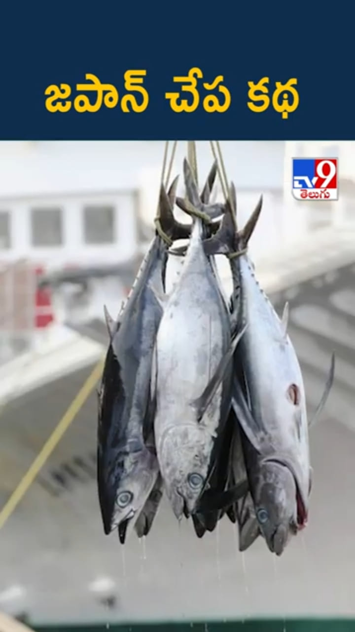 Japan Fish Story: జపాన్ చేప కథ.. జీవితం థ్రిల్లింగ్‌గా సాగిపోవాలంటే..?
