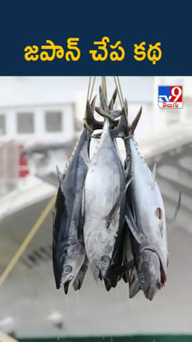 Japan Fish Story: జపాన్ చేప కథ.. జీవితం థ్రిల్లింగ్‌గా సాగిపోవాలంటే..?