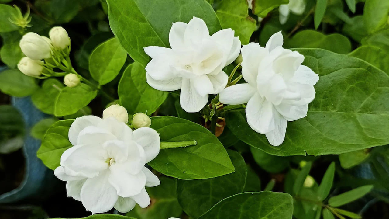 మల్లెతో సహా సువాసనగల పుష్పించే మొక్కలు:  మల్లెలు చాలా సువాసనగా ఉంటాయి. దట్టమైన మొక్కలు, తీగలుగా పెరుగుతాయి. పాములు వాటి వాసన కారణంగా,  అవి తవ్వడానికి అనుకూలంగా ఉండటం వలన ఈ మొక్కలలోనే ఉంటాయి. మీ ఇంట్లో ఈ మొక్కలు ఉంటే జాగ్రత్తగా ఉండండి. మీరు పూలు కోయడానికి వెళ్ళినప్పుడు పిల్లలను దూరంగా ఉంచండి.