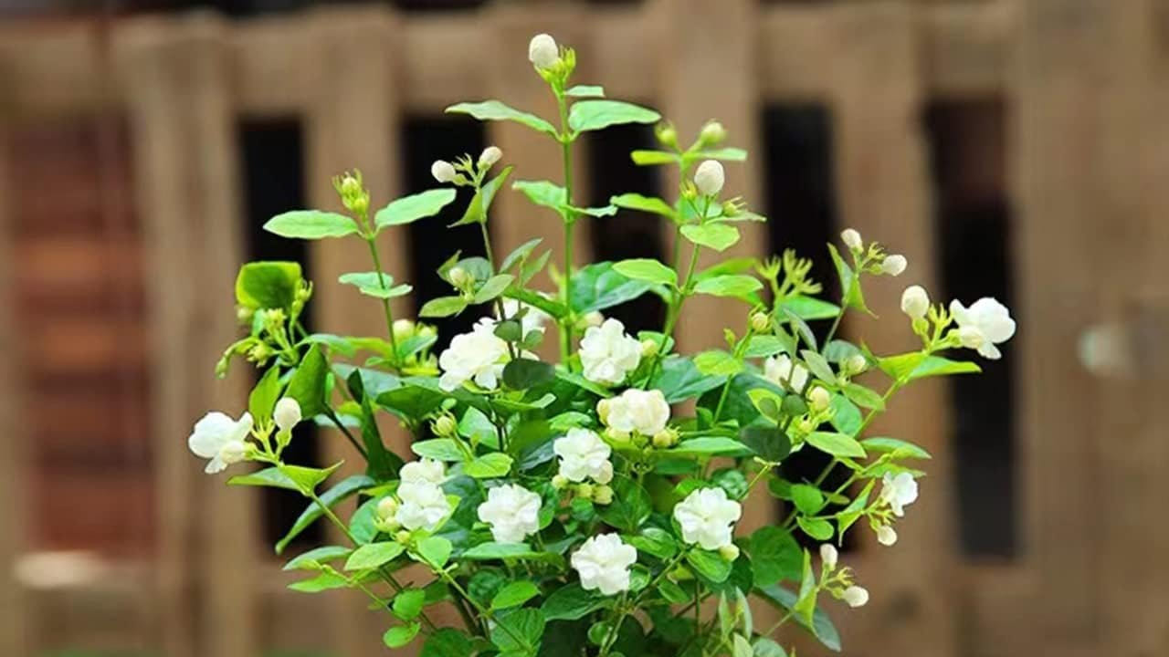 Jasmine Plant