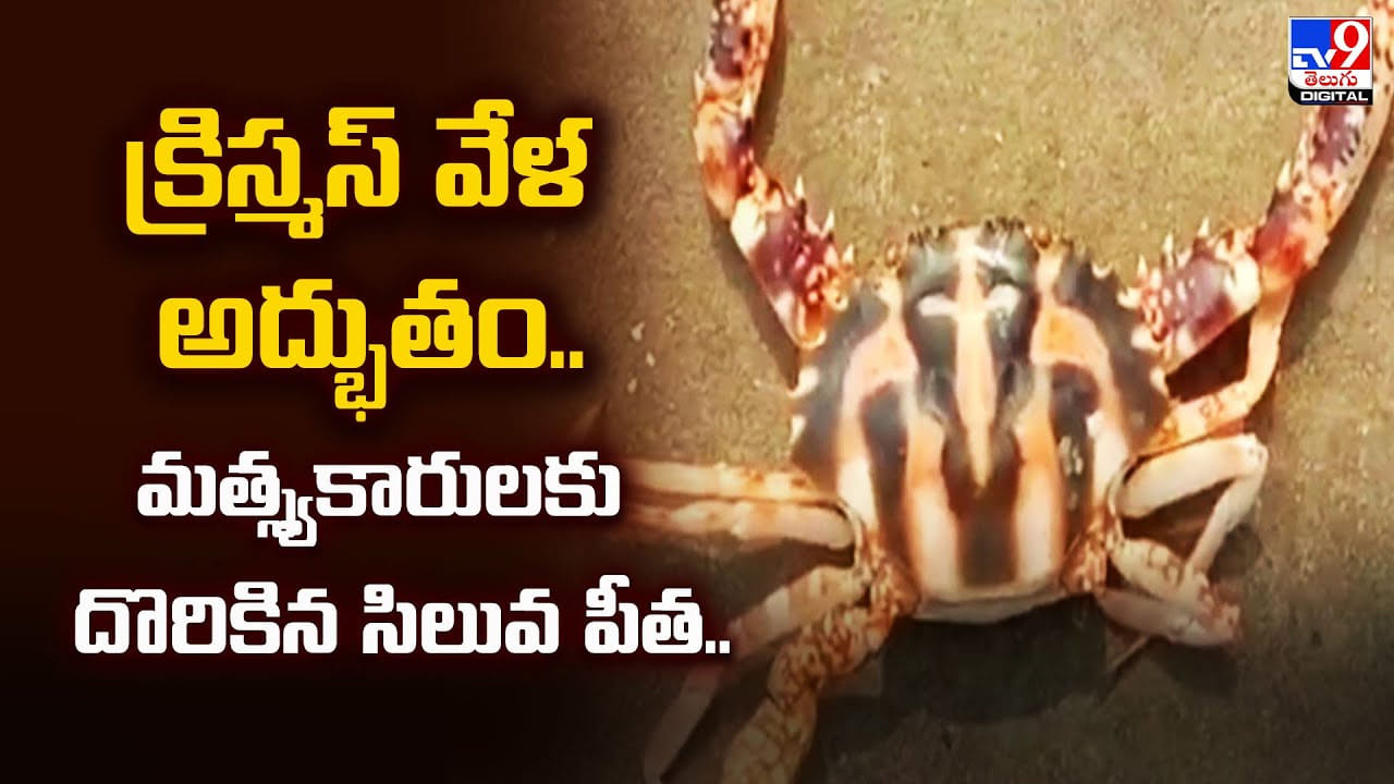 క్రిస్మస్‌ వేళ అద్భుతం.. మత్స్యకారులకు దొరికిన సిలువ పీత