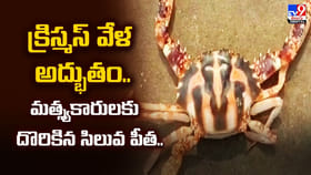 క్రిస్మస్‌ వేళ అద్భుతం.. మత్స్యకారులకు దొరికిన సిలువ పీత