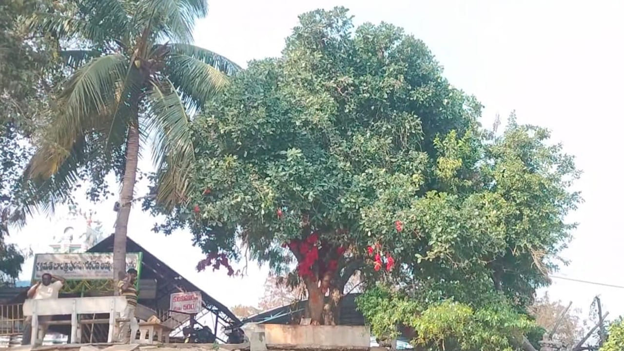 Kadamba Tree Special