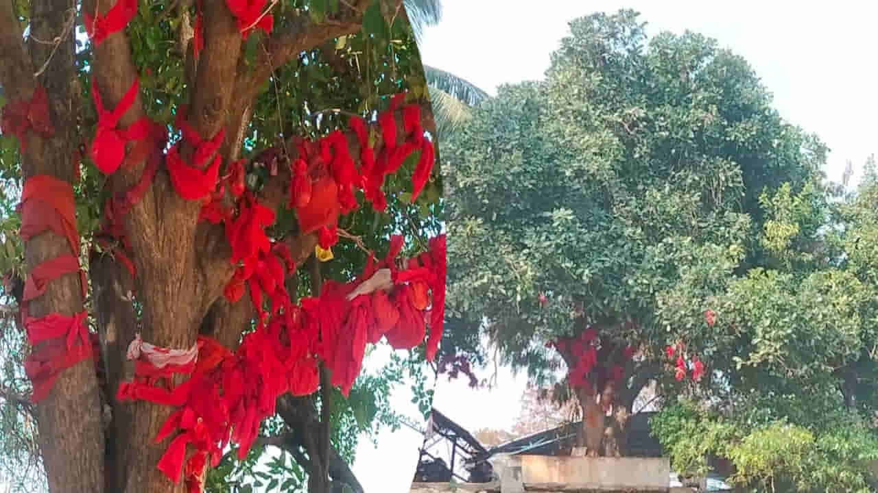 Andhra Pradesh: దేవతా వృక్షాల్లో ఇవే నెంబర్‌ వన్‌.. కాశీ తర్వాత ఇక్కడే..