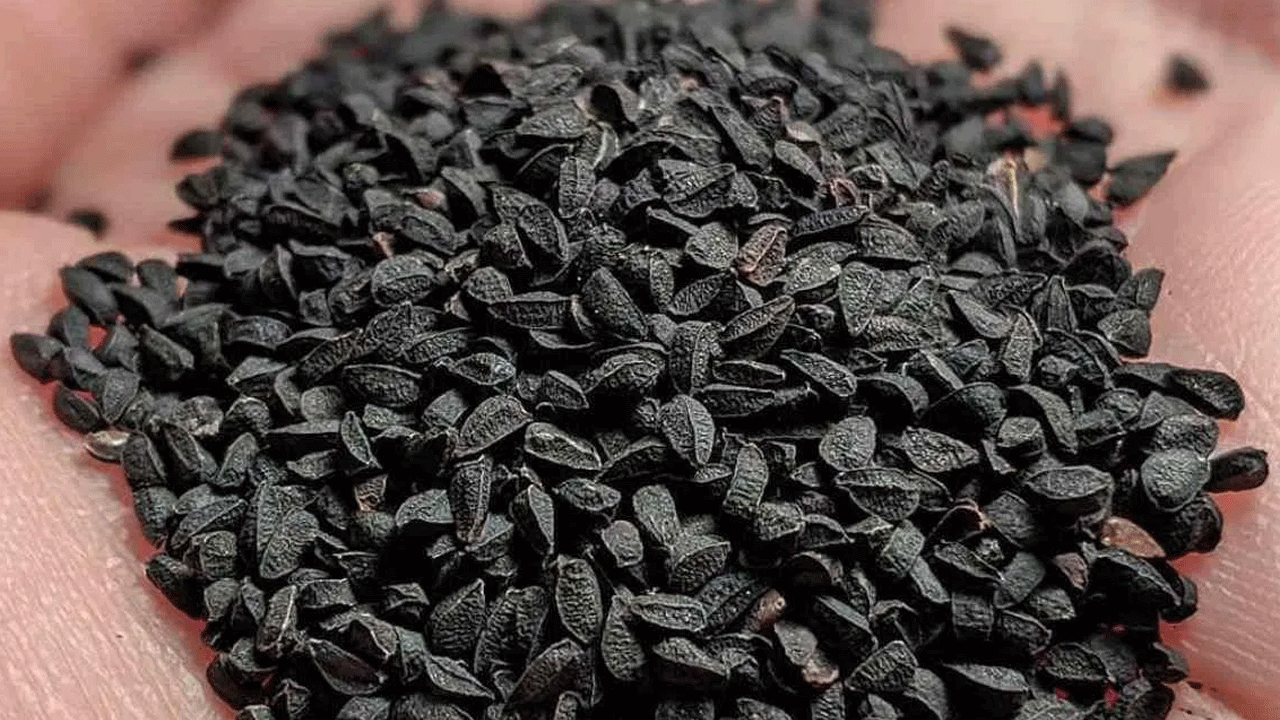 నల్లగా ఉంటాయ్.. కానీ, యమ పవర్‌ఫుల్.. ఈ 7 ప్రయోజనాలు తెలిస్తే అస్సలు వదిలిపెట్టరు