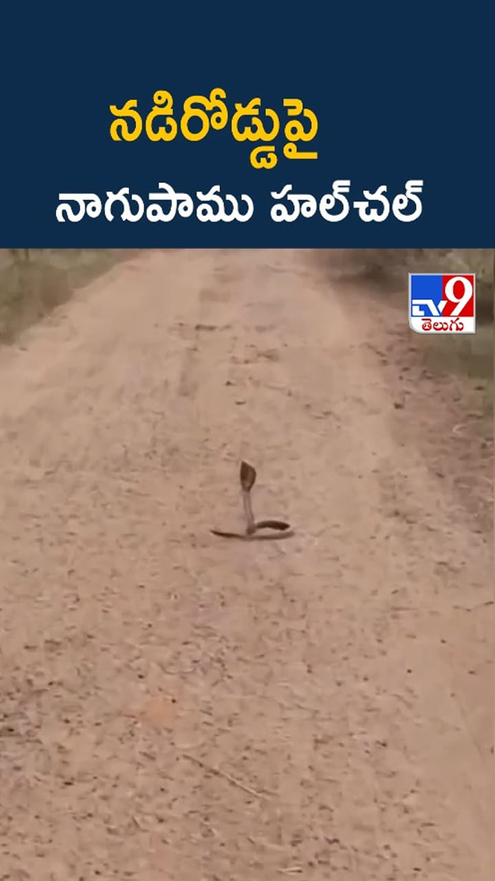 నడిరోడ్డుపై నాగుపాము ధర్నా.. ఎప్పుడైనా చూశారా..?