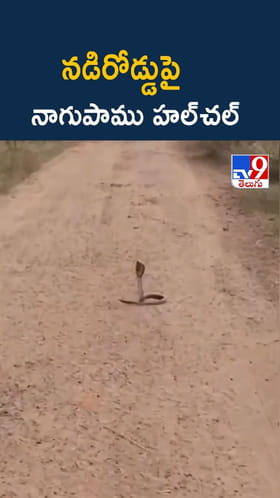 నడిరోడ్డుపై నాగుపాము ధర్నా.. ఎప్పుడైనా చూశారా..?