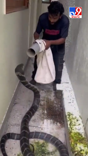 Viral Video: ఏమి గుండె సామి నీది..? సెకన్ల వ్యవధిలో కింగ్ కోబ్రా రిస్క్యూ