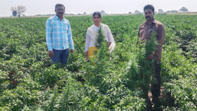 పొలంలోకి వెళ్లి కళ్లు తేలేసిన పోలీసులు.. వీడియో చూశారా