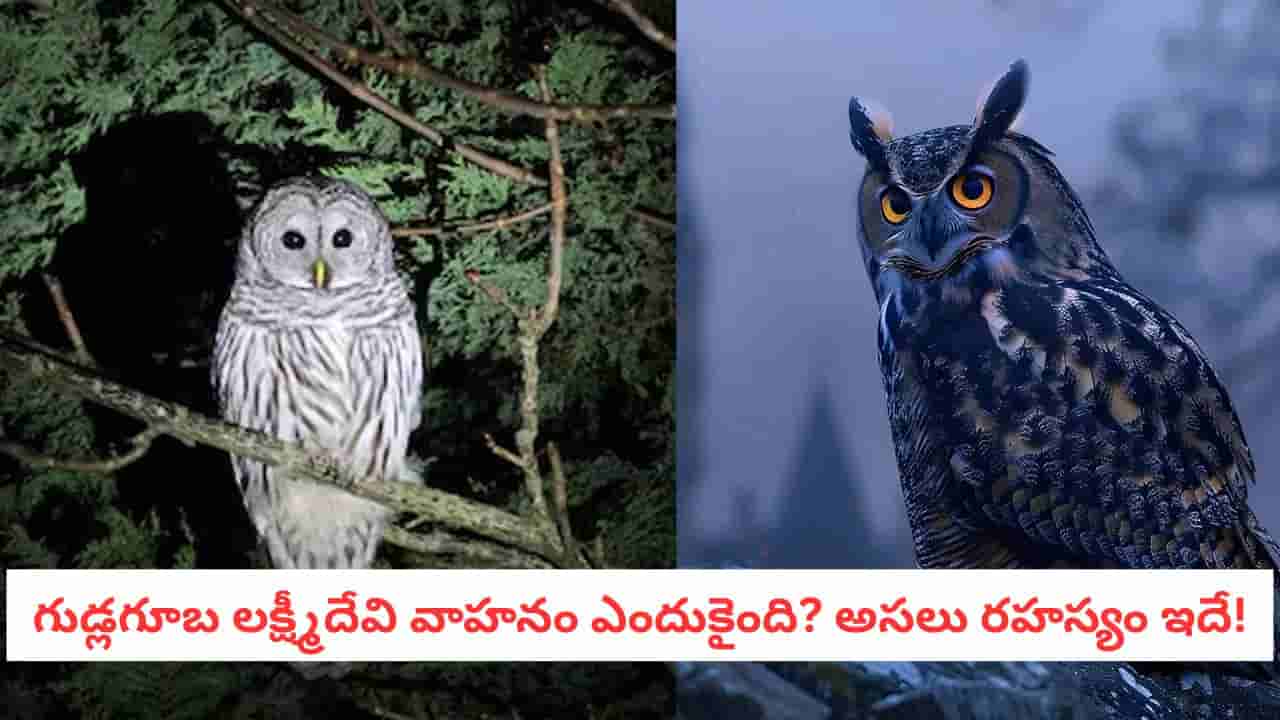 Owl: మీరు ధనవంతులు కావాలంటే గుడ్లగూబ నేర్పే 5 జీవిత పాఠాలు తెలుసుకోండి!