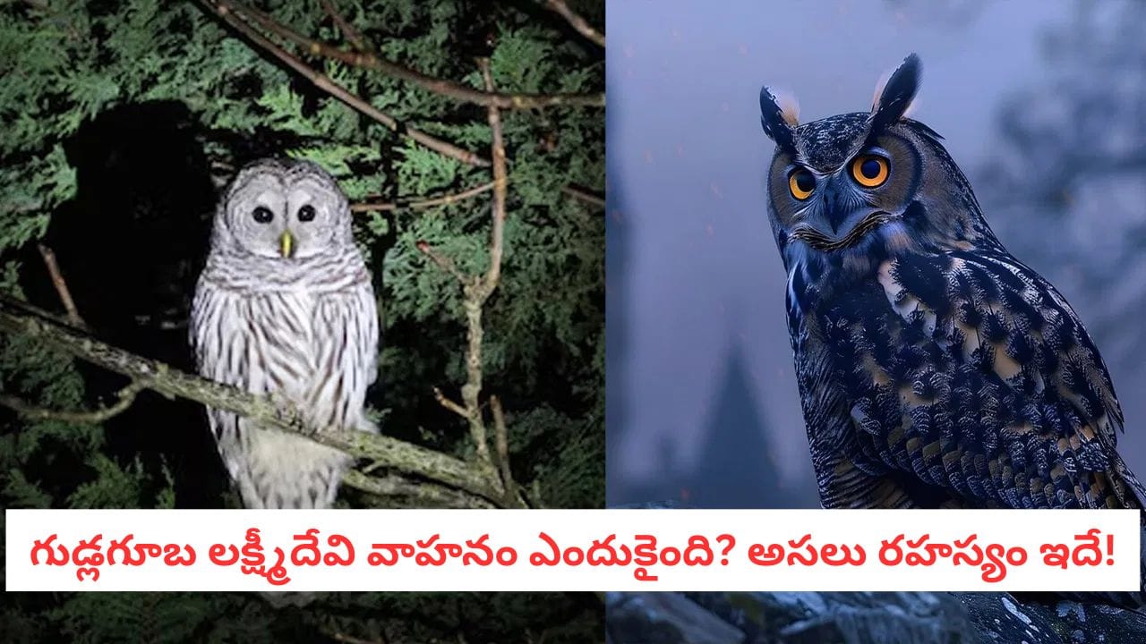 Owl: మీరు ధనవంతులు కావాలంటే గుడ్లగూబ నేర్పే 5 జీవిత పాఠాలు తెలుసుకోండి!
