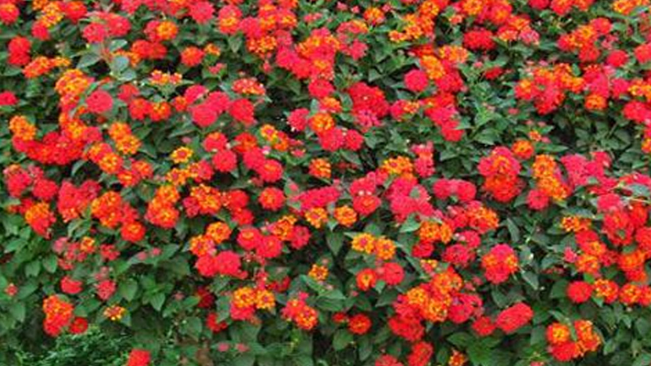 లాంటానా మొక్కలు: ఈ లాంటానా మొక్కలు గులాబీ, నారింజ, పసుపు వంటి వివిధ రంగులలో వికసిస్తాయి. అవి చూడటానికి చాలా అందంగా ఉంటాయి. అదే సమయంలో, ఈ మొక్క త్వరగా, దట్టంగా పెరుగుతుంది. ఇది పొదగా పెరిగే సామర్థ్యాన్ని కలిగి ఉండటం వలన, బల్లులు, ఎలుకలు మరియు కప్పలు వంటి అనేక కీటకాలు అక్కడే ఉంటాయి. కాబట్టి పాములు వాటిని తినడానికి వెళ్తాయి. చాలా ఇళ్ళు అందం కోసం ఈ మొక్కలను పెంచుతారు.