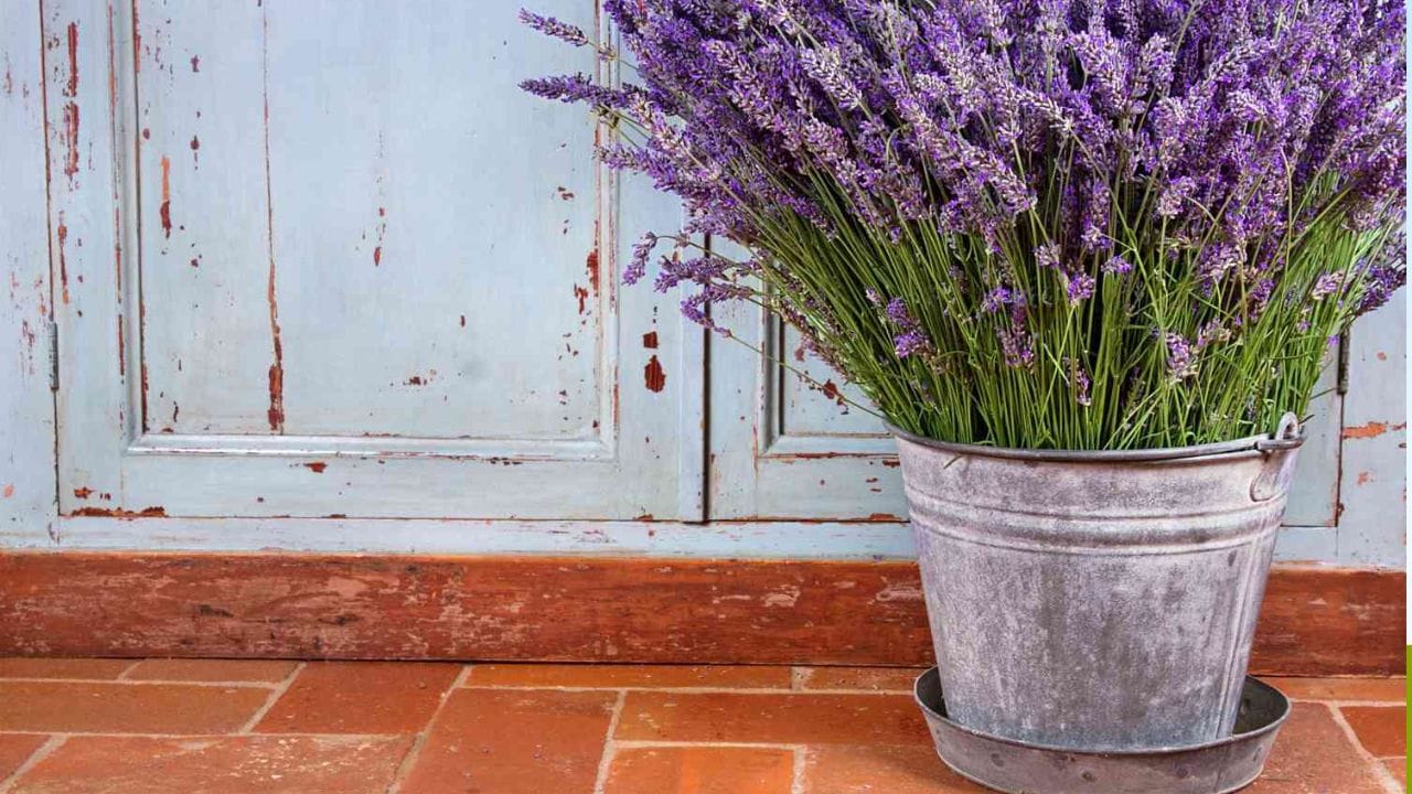 లావెండర్ మొక్క: లావెండర్ అనే మొక్క బల్లులను ఇంట్లో నుంచి తరిమికొట్టడంతో ఎంతో పవర్ ఫుల్‌గా పనిచేస్తుంది. ఎందుకుంటే ఈ మొక్కలో బలమైన సువాసన గల లినాలూల్ అనే సమ్మేళనం ఉంటుంది. దీని వాసన బల్లులకు చాలా ఇబ్బంది కరంగా ఉంటుంది.  కాబట్టి మీరు దీన్ని మీ ఇంటి కిటికీలు, బాల్కనీలు, ఇంటి గుమ్మం దగ్గర ఉంచతే.. బల్లులు ఆ దరిదాపుల్లోకి రాకుండా ఉంటాయి.  