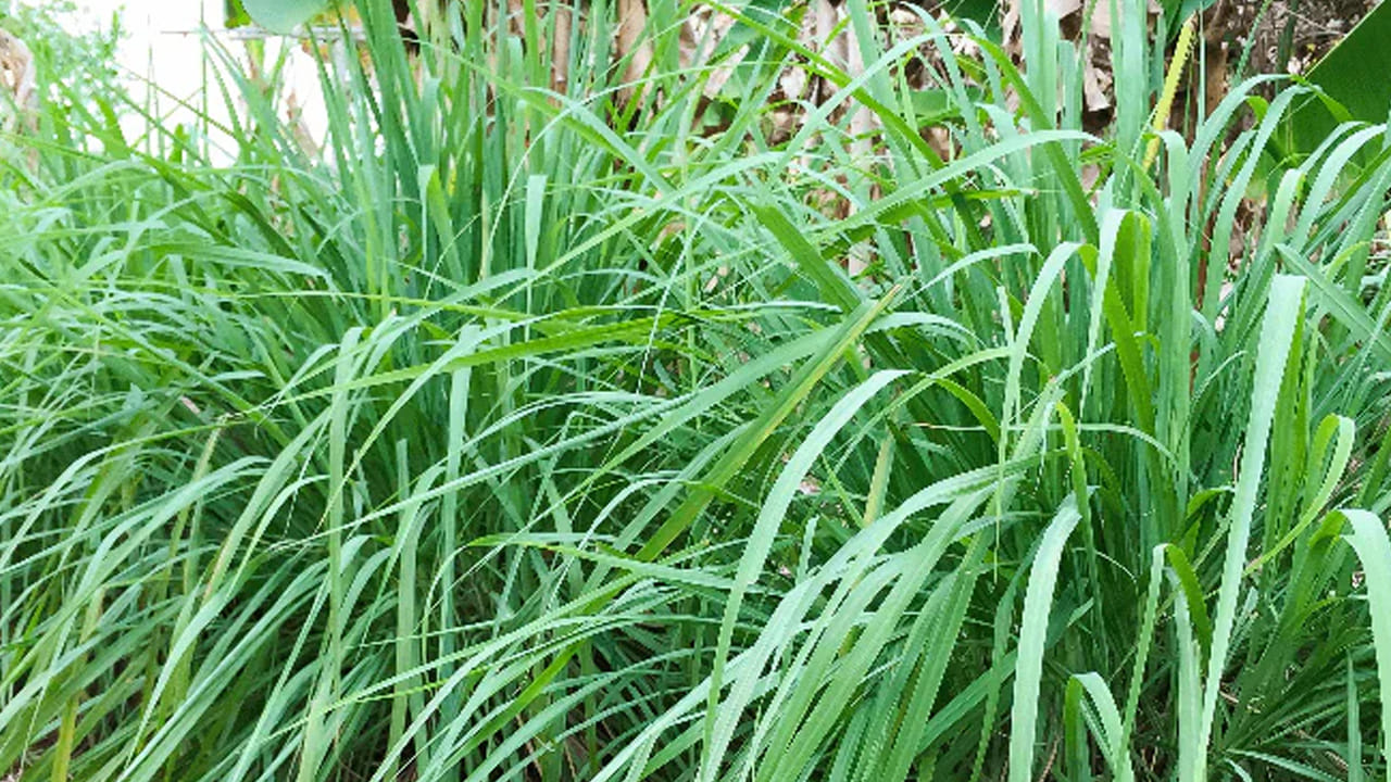 నిమ్మ గడ్డి మొక్కలు: నిమ్మ గడ్డి మొక్కలను ఇప్పుడు చాలా మంది ఇళ్లలో పెంచుకుంటున్నారు, వాటి అందం, సువాసన కోసం. పాములు పొడవైన గడ్డి, పొదల్లో ఉంటాయి. అవి కుండలలో ఉన్నా పర్వాలేదు. మీరు వాటిని నేలలో లేదా ఇంటి చుట్టూ ఉన్న మట్టిలో నాటితే, పాములు వచ్చి అక్కడే ఉంటాయి. ఈ గడ్డి దట్టంగా పెరుగుతుంది. పాములు అక్కడ ఉండటం చాలా సులభం. కప్పలు. ఇతర కీటకాలు నీడ, చల్లని ప్రదేశాలను వెతుకుతాయి.